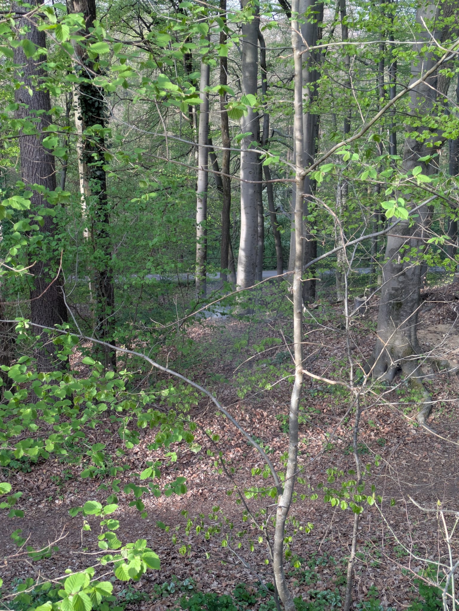 IMG-20260426-WA0006.jpg